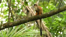 Central American Squirrel Monkey - Saimiri Oerstedii Also Red-backed Squirrel Monkey, In The Tropical Forests Of Central And South America In The Canopy Layer, Orange Back White And Black Face.