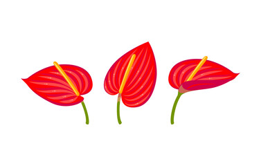 Anthurium flower. Vector illustration cartoon flat icon isolated on white background.