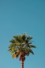 Tall Tropic Palm Tree Against The Blue Sky