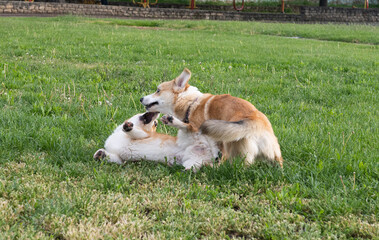 Wall Mural - corgi dogs playing in the meadow