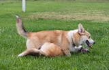 Fototapeta Psy - corgi dogs playing in the meadow