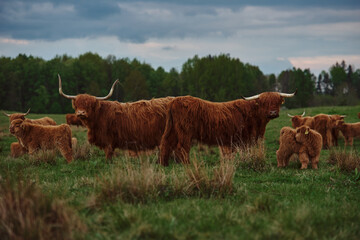 Wall Mural - Highland cow and calf. Sunset over the pasture	