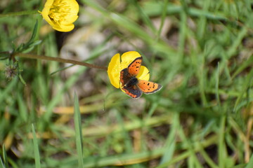 Sticker - Kleine Feuerfalter (Lycaena phlaeas)