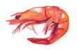 Shrimp illustration, watercolor painting, on white background