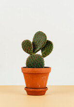 Bunny Ears Cactus In A Flowerpot