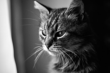 Black and white portrait of a cat	
