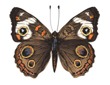 Illustration Drawing Style Of Butterfly
