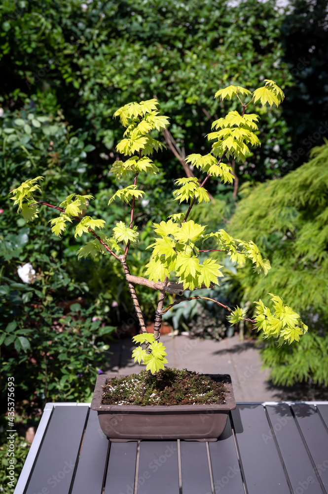 Photo Stock A newly planted and wired bonsai Japanese maple tree, Acer  shirasawanum 'Aureum', the Golden Full Moon Maple | Adobe Stock