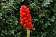 Italian arum and Italian lords-and-ladies (Arum italicum), native to the Mediterranean. Red poisonous fruits.