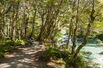 Wall Mural - Forest stream of cool fresh water flowing over rocky riverbed and through scenic forest