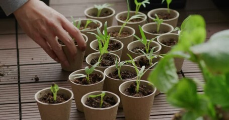 Wall Mural - Water spinach sprout in paper cup for mini garden