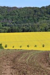 Canvas Print - field of sunflowers