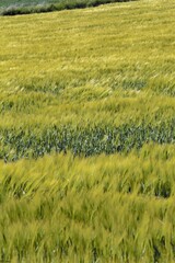 Canvas Print - rice field