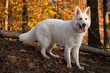 beautiful dog white swiss shepherd on background golden Polish autumn, golden, yellow and orange leaves on trees
