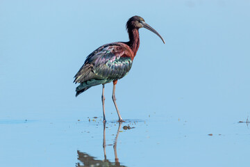 glossy ibis  regional park of the delta po   the lido di spina