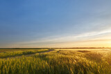 Fototapeta Na sufit - sunset on the field, agriculture rural landscape fields of ukraine