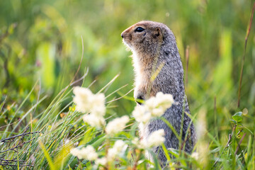 Wall Mural - gopher in green grass close-up.