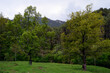 Verde bosque de robles y pino rojo en la Sierra de Montrony, Girona, España.