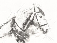 Colorful Horse Art Illustration Grunge Painting