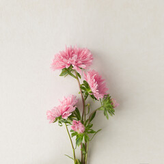 Wall Mural - composition of pink asters on a light background, space for text