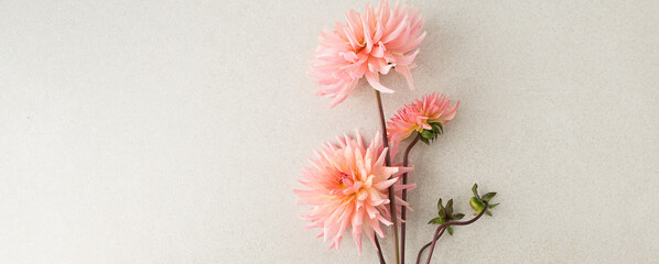 Wall Mural - bouquet of pink dahlias on a light beige background