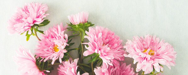 Wall Mural - composition of pink asters on a light background, space for text