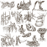 Fototapeta Konie - Cocoa harvesting and processing. Agriculture. An hand drawn illustration.