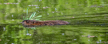 Muskrat Swimming With Green Plants