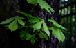 Liście kasztanowca wyrastające z pnia. Zdjęcie z niska głębia ostrości 