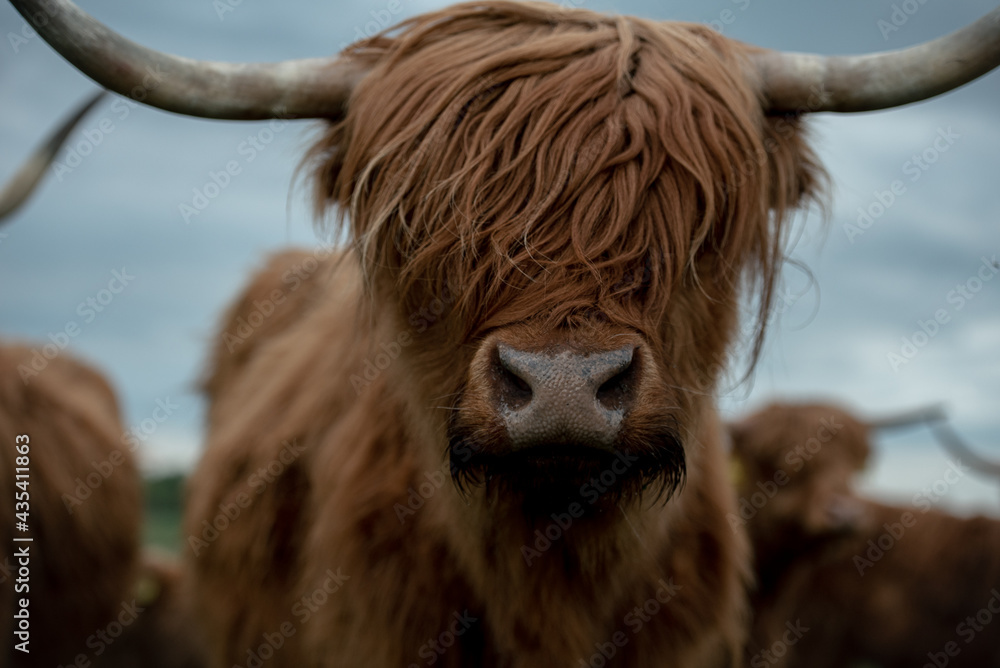 Krowa szkocka highland portret - obrazy, fototapety, plakaty 