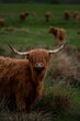 Bydło szkockie highland  portret długie rogi