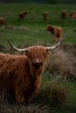 Fototapeta  - Bydło szkockie highland  portret długie rogi
