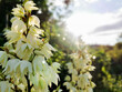 white flowers of yucca in the garden