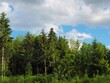 Mischwald - Bäume im frischen Frühlingskleid 