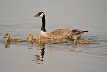 Canada Goose Photo. Canadian Goose With Gosling Baby Swimming In Their Environment And Habitat. Canada Geese Image. Picture. Portrait. Photo.