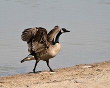 Canada Goose Photo. Close-up Profile View With Spread Wings And Blur Water Background In Its Environment And Habitat. Canadian Goose Image. Picture. Portrait.
