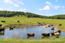 Large Herd Of Cattle Cows Wading In A Cool Water Pond In A Green Ranch Farm Pasture And Blue Sky Beyond