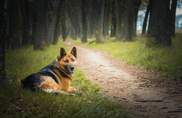 dog in the park