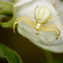 Yellow Spider Crab Sitting On A White Flower Close-up