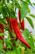Red hot chili peppers growing in a garden