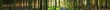 © lexpixelart - Wald Panorama mit durchscheinender Sonne