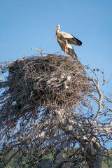 Wall Mural - Close-up shot of White Stork (Cinocia Ciconia) in its nest