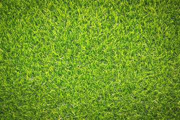 Canvas Print - green grass background