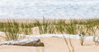 © Image'in - seagrass and driftwood on the beach