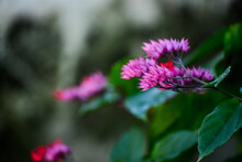 Pink And Red Flowers In The Garden, Exotic Flower, Bleeding Heart, Clerodendrum Delectum,  Natural Flowers, Fine Art