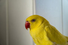 Blue Eyed Yellow Indian Ring Neck Parakeet Side Portrait