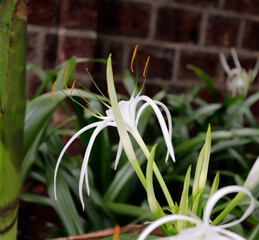 Wall Mural - Hymenocallis littoralis white beach spider lily flower