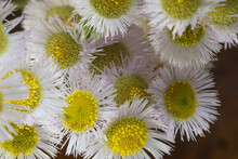 Close Up Of Bouquet Of Wild Daisy Fleabane.