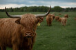 Szkocka krowa highland ze stadem długie rogi