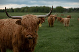 Szkocka krowa highland ze stadem długie rogi